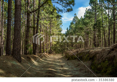 La Esperanza forest, Tenerife island 35386380