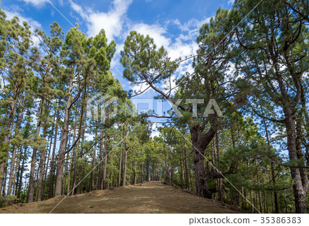 La Esperanza forest, Tenerife island 35386383