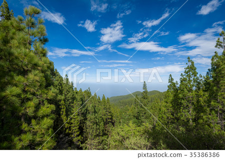 La Esperanza forest landscape 35386386