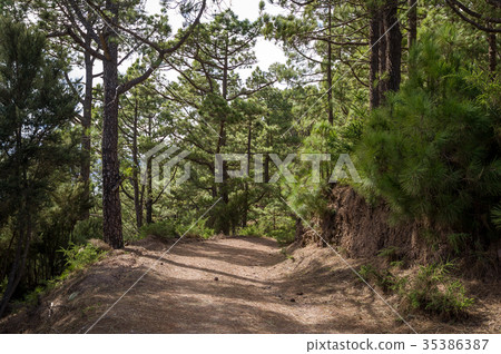 Walking paths of La Esperanza forest, Canary 35386387