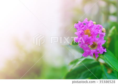 Beautiful purple flowers 35386528