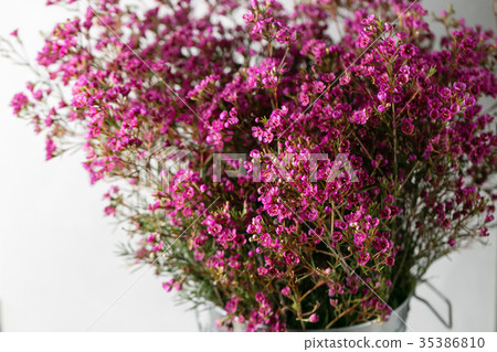 Chamelaucium or waxflower on light gray background Chamelaucium or waxflower on light gray background 35386810