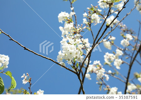 櫻花 櫻花 35387591