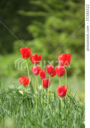 開花在自然出現的幾紅色鬱金香在庭院裡 開花在自然出現的幾紅色鬱金香在庭院裡 35388322