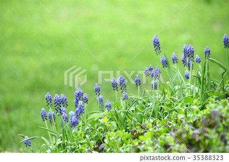 Muscari, spring floret 35388323