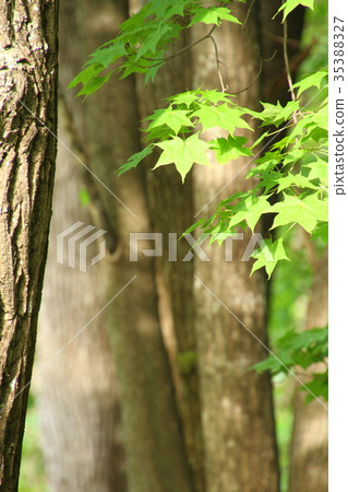 Fresh green of a mixed forest, maple leaves 35388327