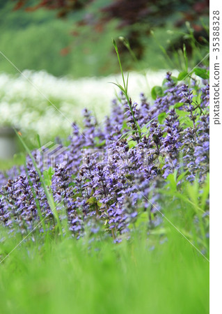 野花 初夏小花 紫色ajuga 照片素材 圖片 3538 圖庫