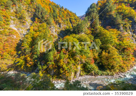 White leaves of Hakusan Shirakawago White road 35390029