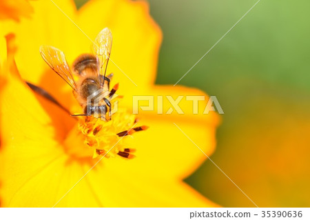 Yellow cosmos and bees cosmos moss moss autumn bee honey bee honey Yellow cosmos and bees cosmos moss moss autumn bee honey bee honey 35390636