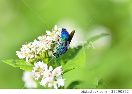 Blue Bee（呼喚幸福的藍色蜜蜂！）Good lucky Happiness 幸運蜜蜂 Blue Takaono Town 和泉市 鹿兒島縣 35390822