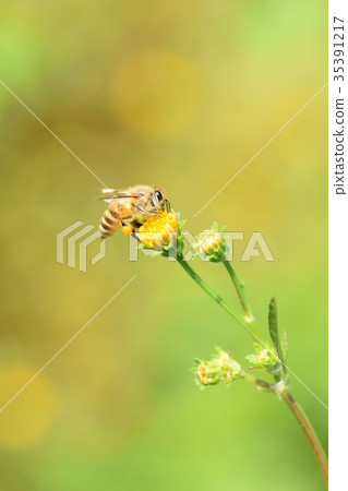 Japanese bee and dandelion flower dandelion and bee 35391217