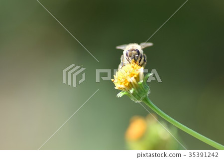 Japanese bee and dandelion flower dandelion and bee 35391242