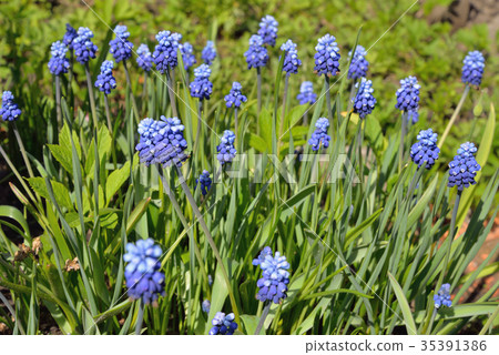 A bed of blue crocuses on a Sunny day 35391386