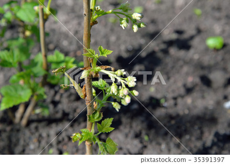 Young seedling currant in the garden on a Sunny 35391397