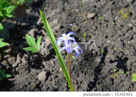 Hionodoksa flowers in the garden on a Sunny day 35391401
