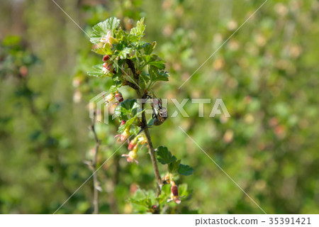 A bee collects pollen on a branch of a blossoming A bee collects pollen on a branch of a blossoming 35391421