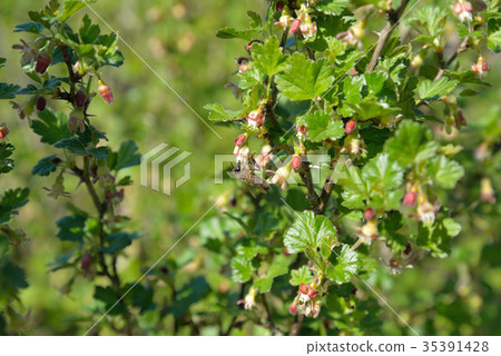 A bee collects pollen on a branch of a blossoming 35391428