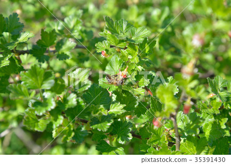 A bee collects pollen on a branch of a blossoming 35391430