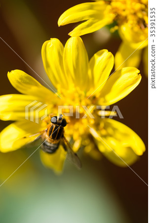 蜜蜂和花 35391535