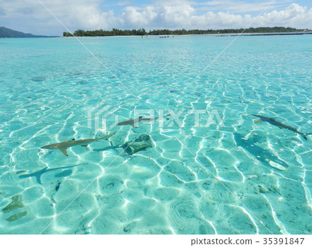 大溪地波拉波拉鯊魚 35391847