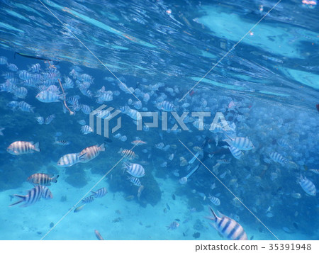 Tahiti tropical fish snorkeling Tahiti tropical fish snorkeling 35391948