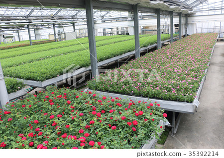盆栽園丁的溫室 35392214