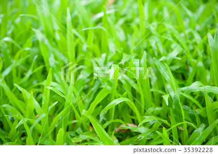 green grass closeup green grass closeup 35392228