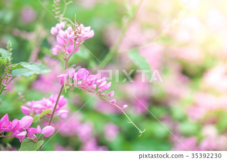 pink flowers selective focus pink flowers selective focus 35392230