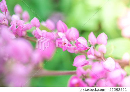 pink flowers selective focus 35392231