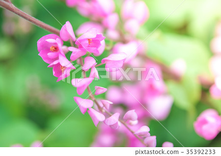 pink flowers selective focus pink flowers selective focus 35392233