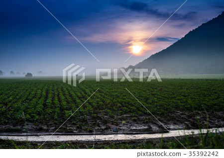 Sunflower Farm Sunflower Farm 35392242