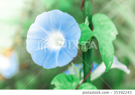 blue flowers selective focus 35392243