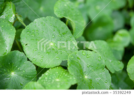Asiatic Pennywort in traditional 35392249