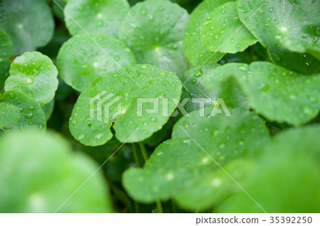 Asiatic Pennywort in traditional 35392250
