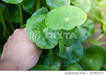 Asiatic Pennywort in traditional Asiatic Pennywort in traditional 35392255