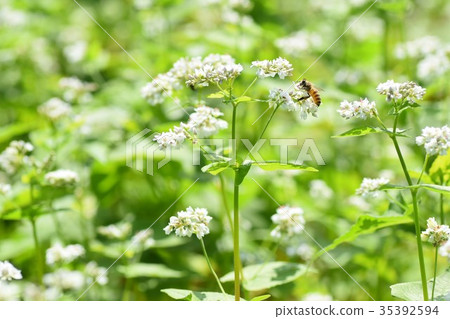 Buckwheat field and bee buckwheat flower buckwheat flower bee nature honey insect white flower Buckwheat field and bee buckwheat flower buckwheat flower bee nature honey insect white flower 35392594