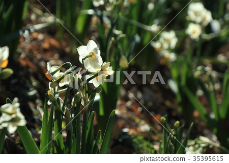 Satte城市Gongendo的水仙花 35395615