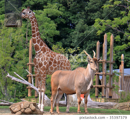 Giant Eland and Giraffe Giant Eland and Giraffe 35397379