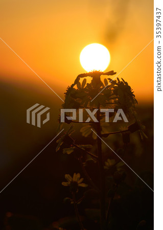 Morningburn and flowers Morningburn and flowers 35397437