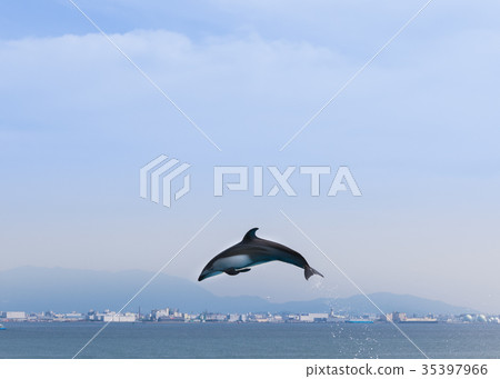 海豚跳 海豚跳 35397966