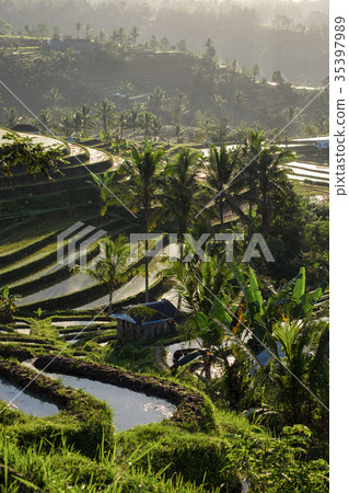 Jatiluwih Rice Terraces in Bali, Indonesia. 35397989