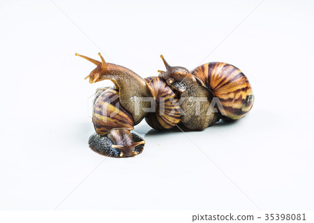 snails on white background ,Can convey the love snails on white background ,Can convey the love 35398081