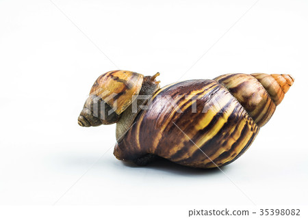 snails on white background ,Can convey the love snails on white background ,Can convey the love 35398082