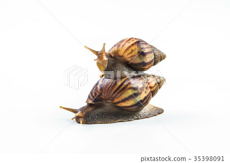 snails on white background  ,Can convey the love  35398091