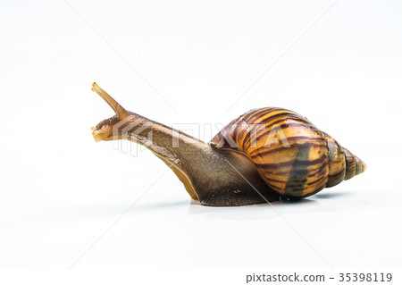 snails on white background snails on white background 35398119