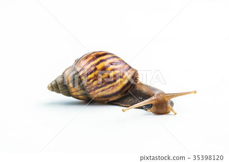 snails on white background snails on white background 35398120