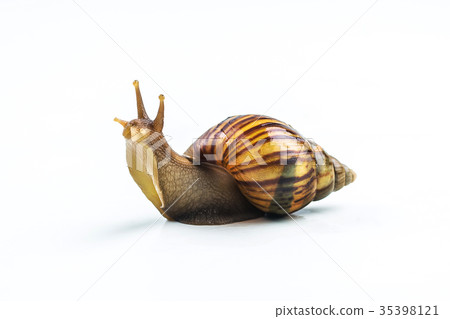 snails on white background snails on white background 35398121