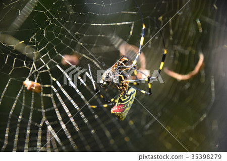 Joro gumo (female spider) Joro gumo (female spider) 35398279