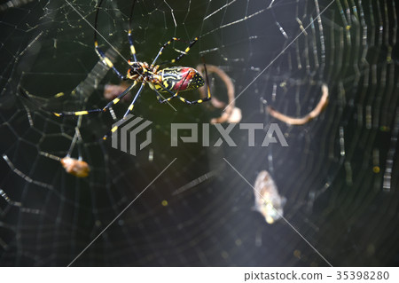 Joro gumo (female spider) Joro gumo (female spider) 35398280