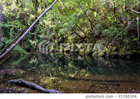 Forest reflected in the clear stream Forest reflected in the clear stream 35398304